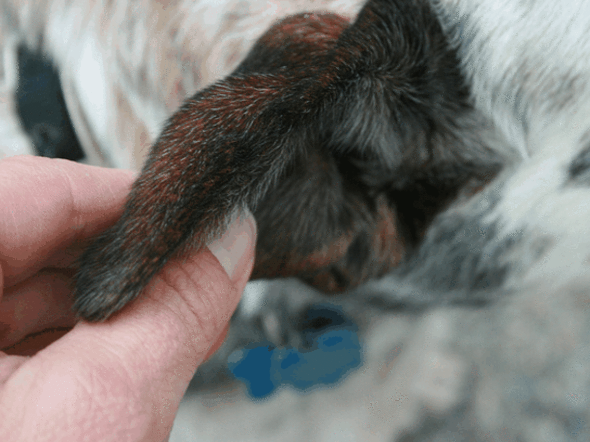 flea bites on dogs ears