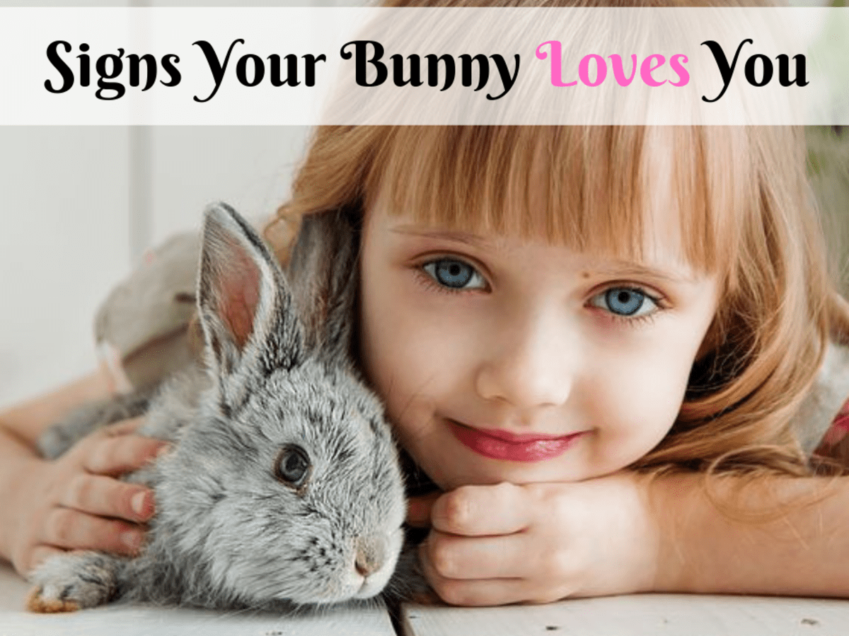 How to Tell If Your Bunny Loves You - PetHelpful