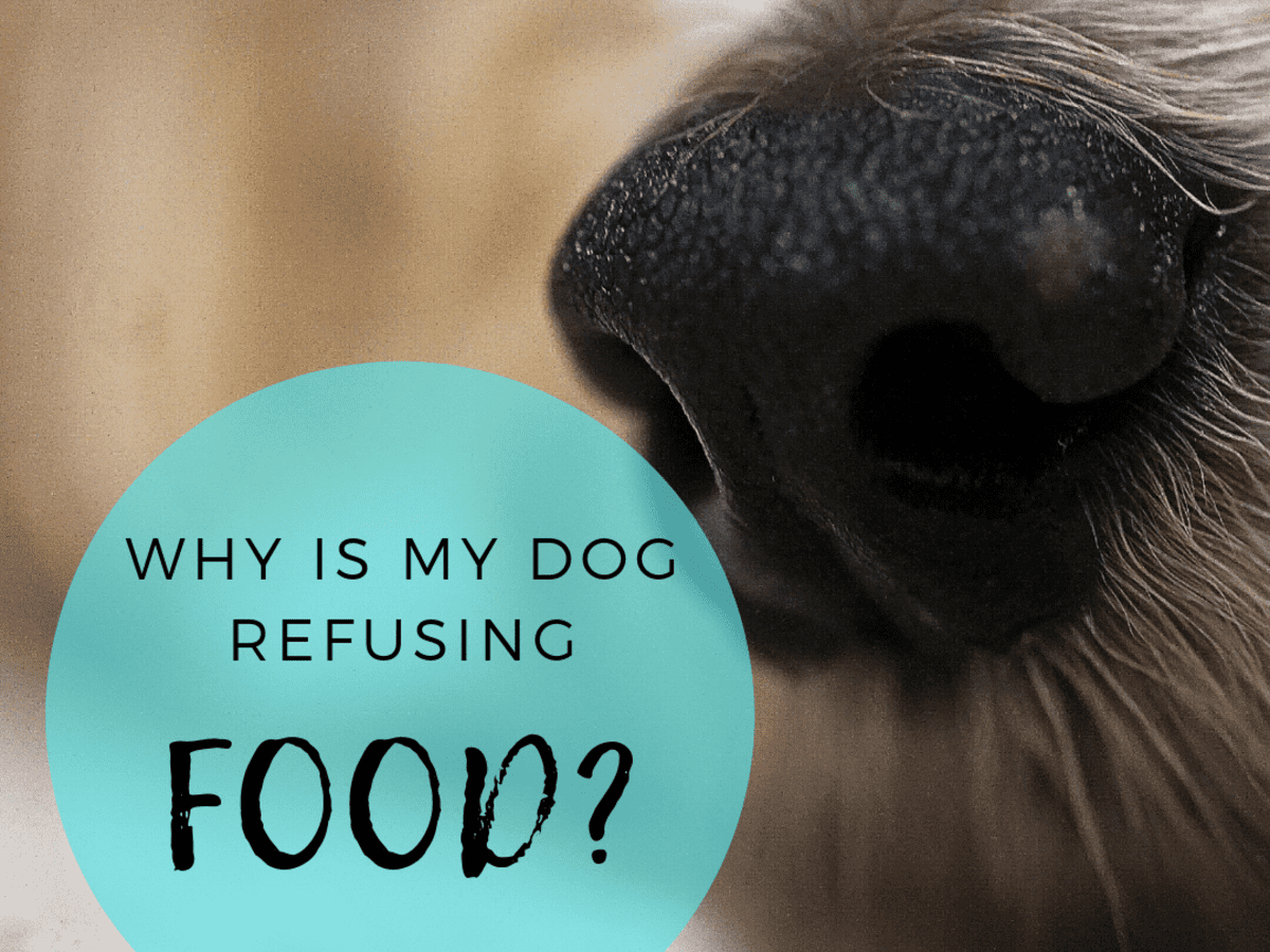 what do you feed a pregnant dog that wont eat