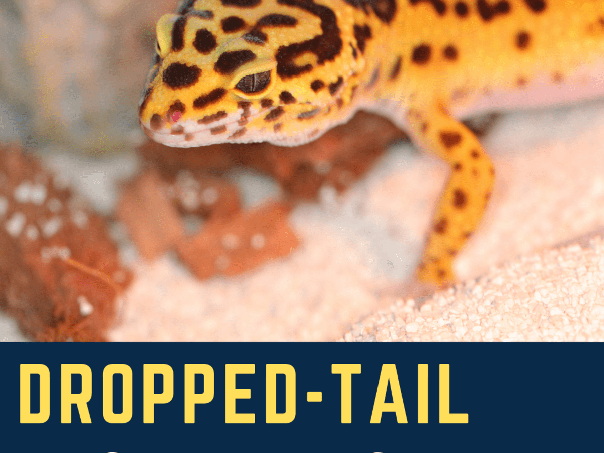 What to Do If a Leopard Gecko Drops Its Tail - PetHelpful