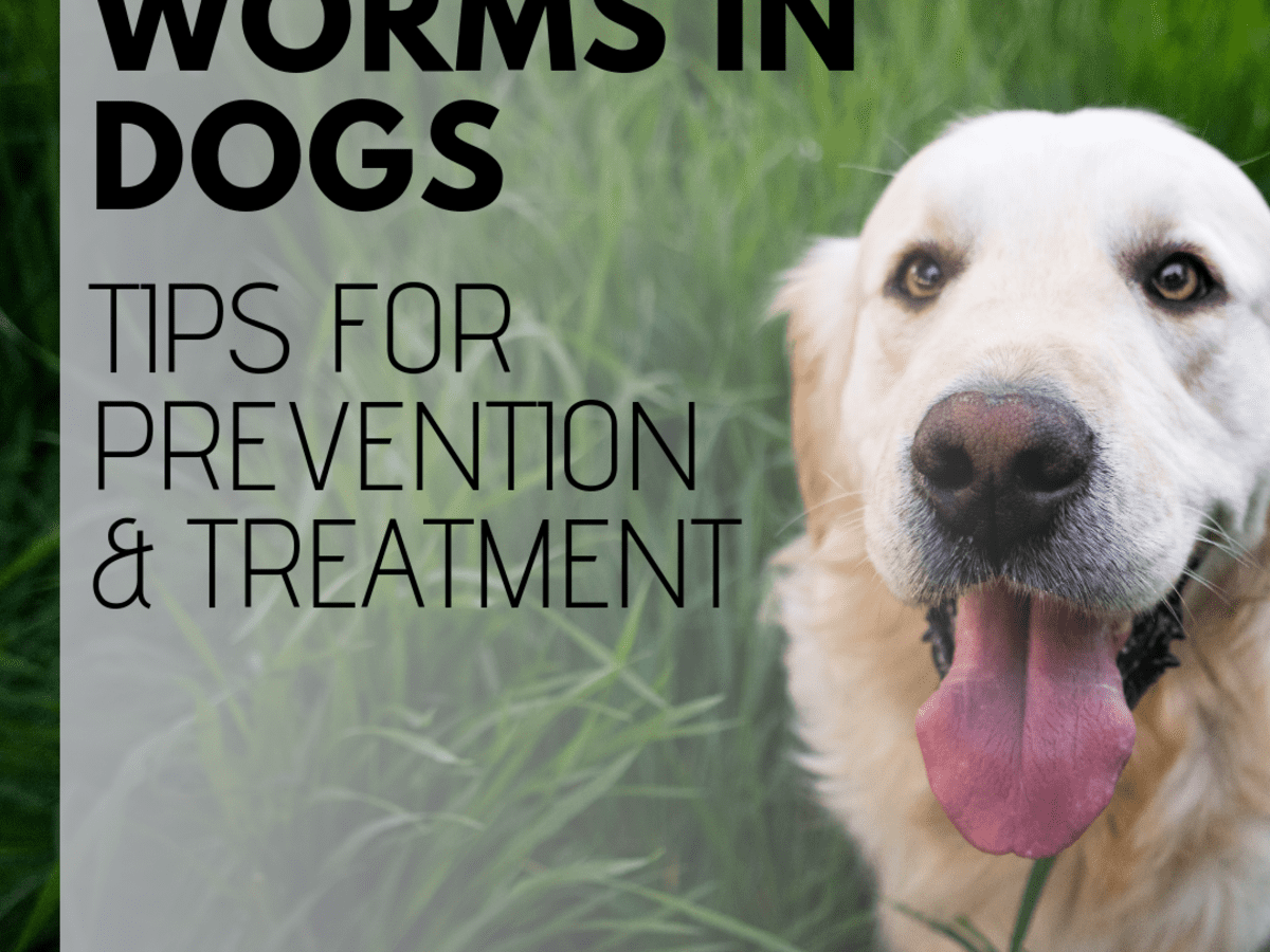 what do you do if you find worms in your dogs poop