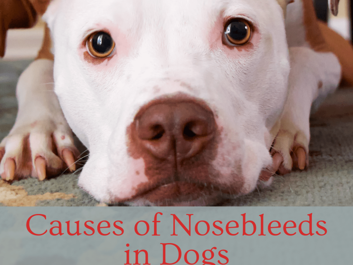 Causes Of Nosebleeds In Dogs Pethelpful