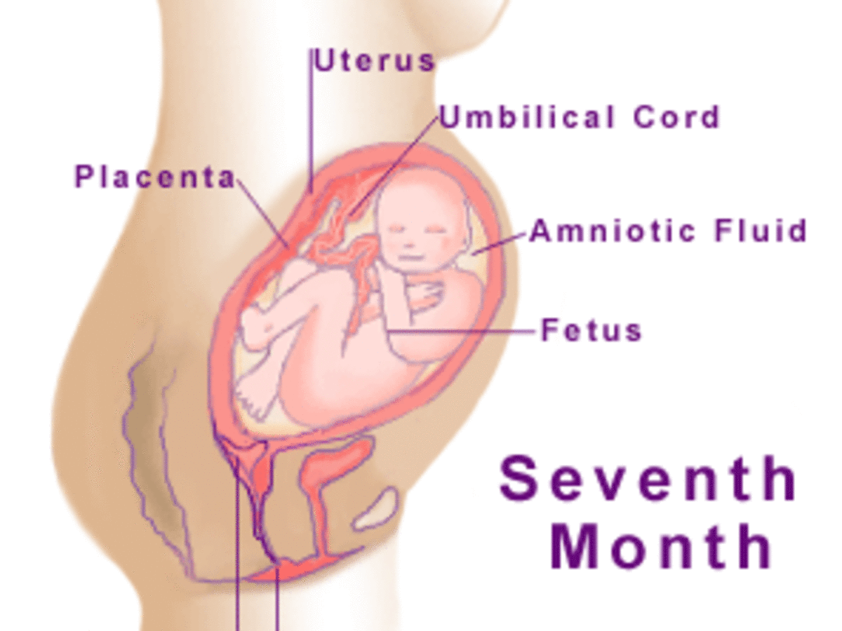 pregnancy-in-the-seventh-month-medical-information