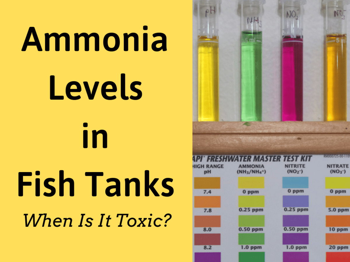 How Much Ammonia Is Toxic To Fish Ammonia Levels In Fish Tanks Pethelpful