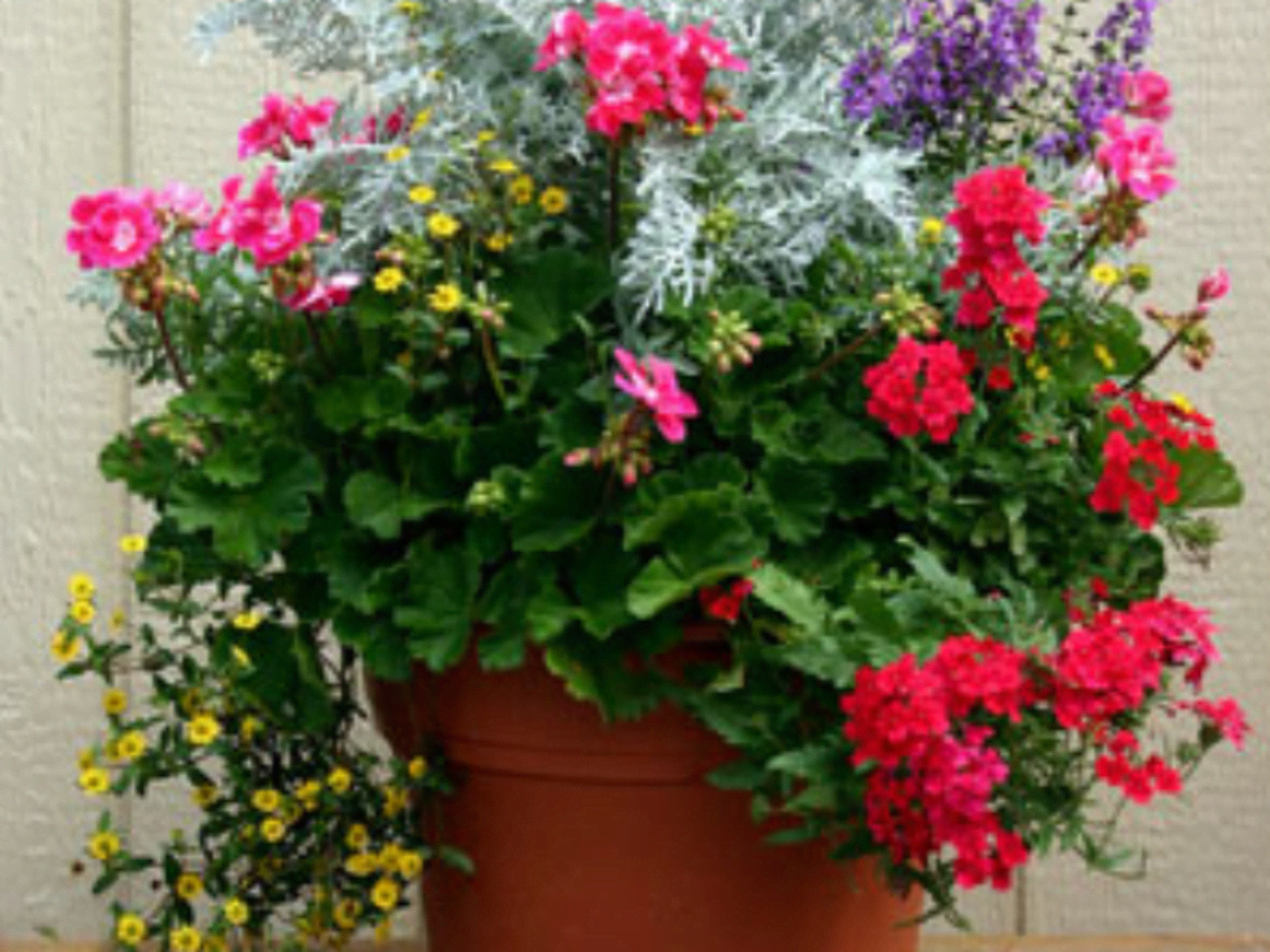 Outdoor Container Gardening Planting A Beautiful Pot Of Flowers Dengarden