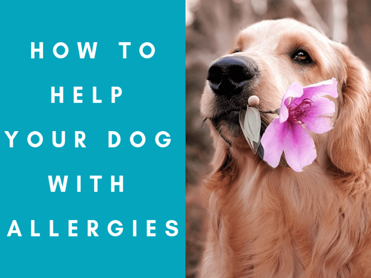 what do i do if my puppy has allergies