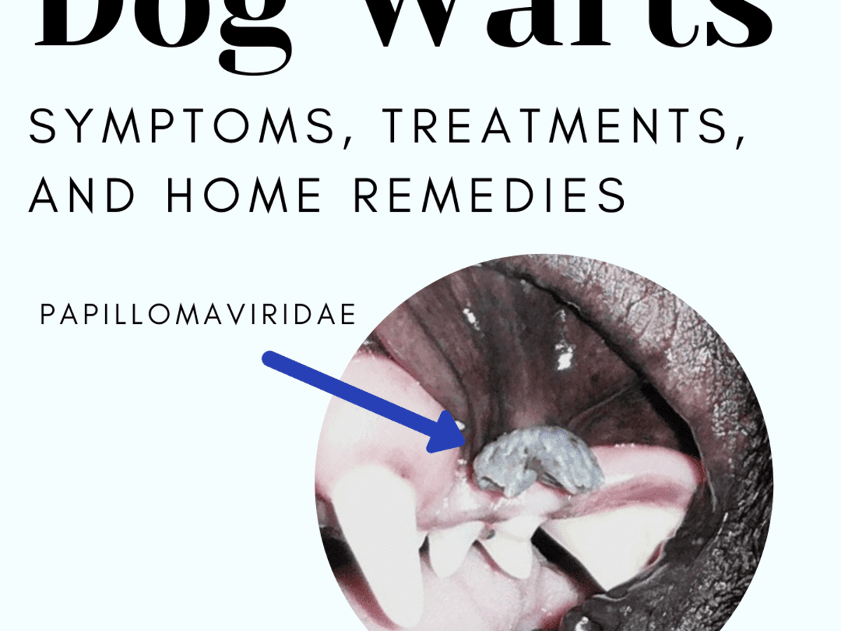 homeopathic treatment for canine papilloma virus