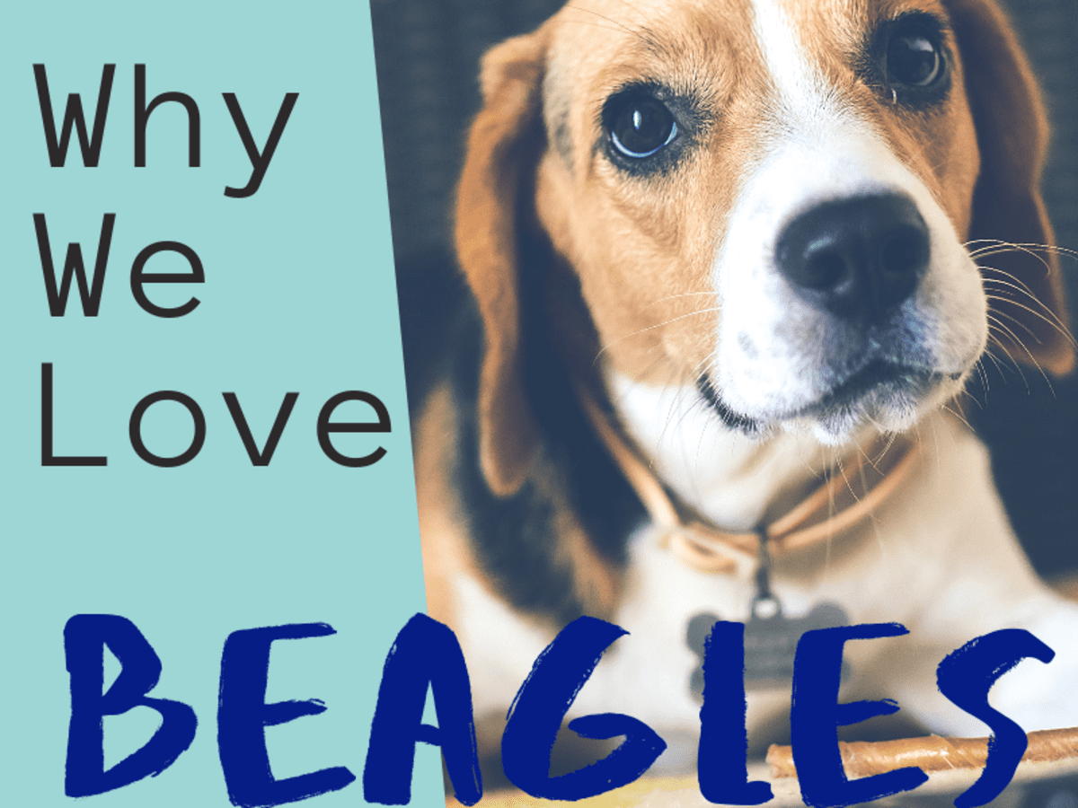Download 5 Reasons Why Beagles Are Perfect Pethelpful