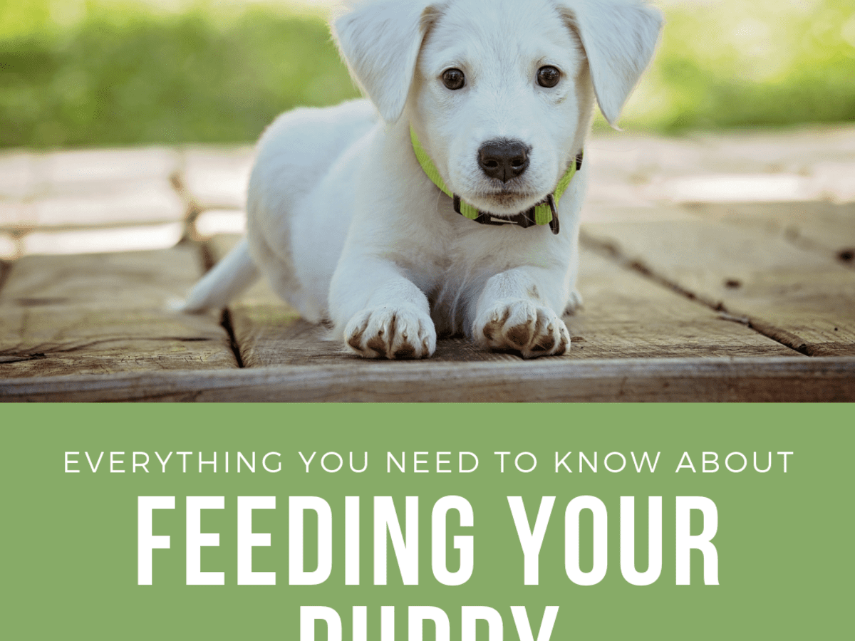 what can 1 month old puppies eat