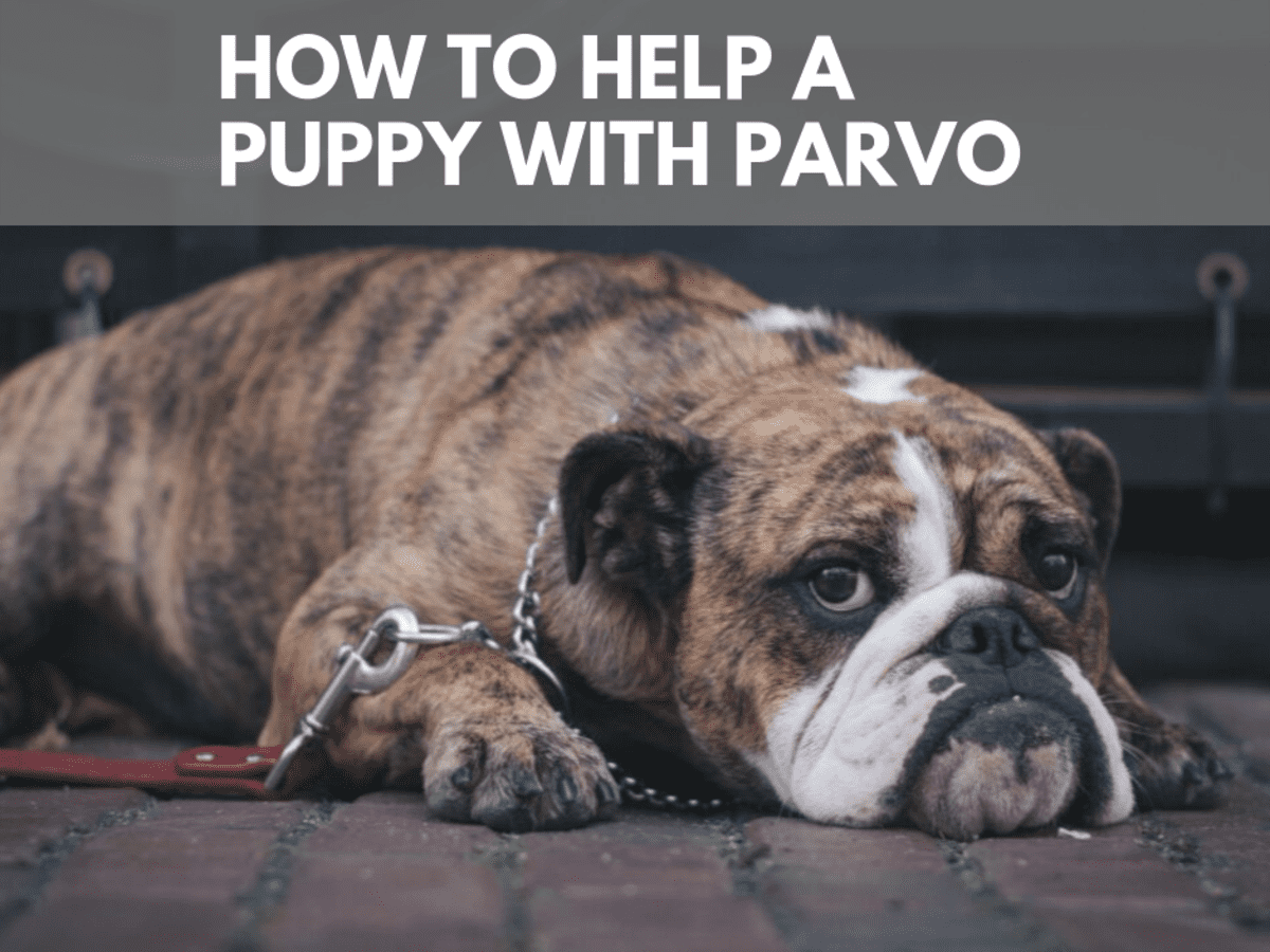 what happens if your dog gets parvo