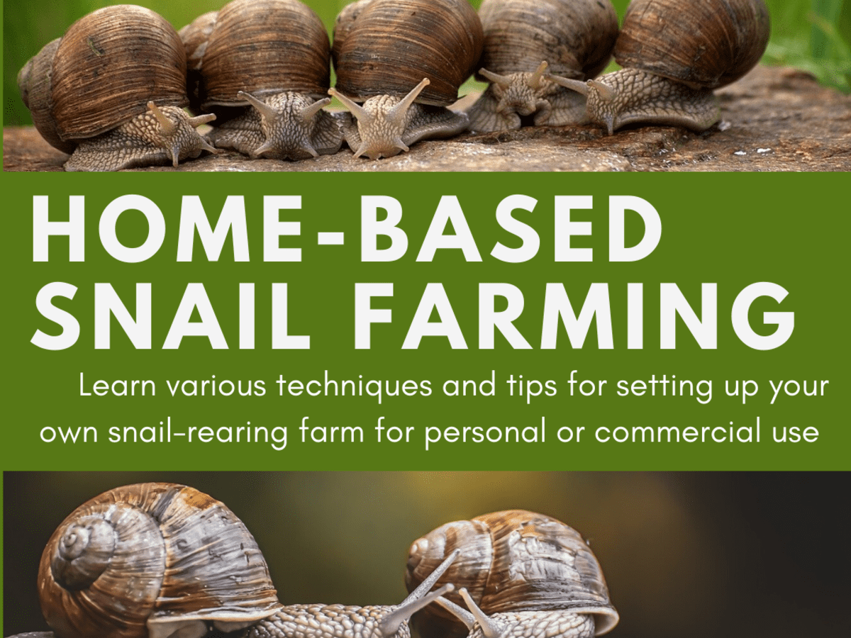 a business plan for a snail farm