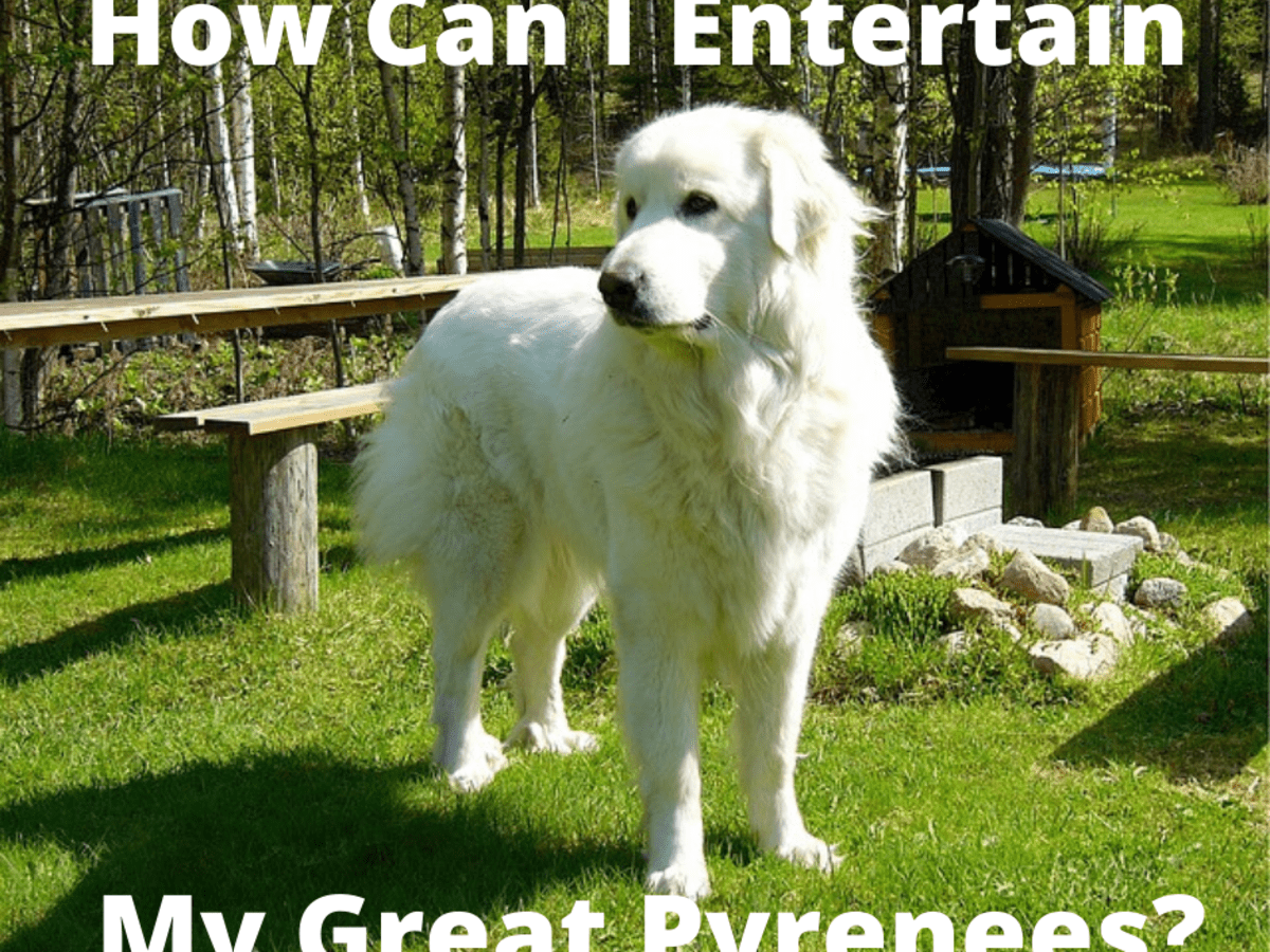 are great pyrenees good indoor dogs