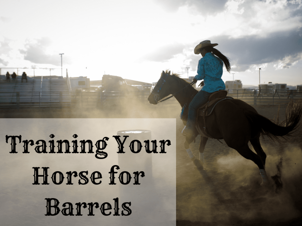 Horse Training Tips How To Train For Barrel Racing With Video Pethelpful