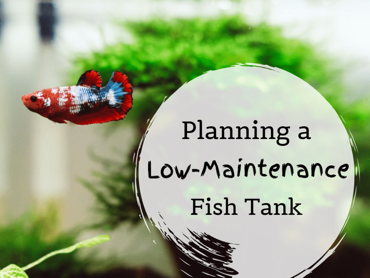 Tips For A Low Maintenance Fish Tank Pethelpful