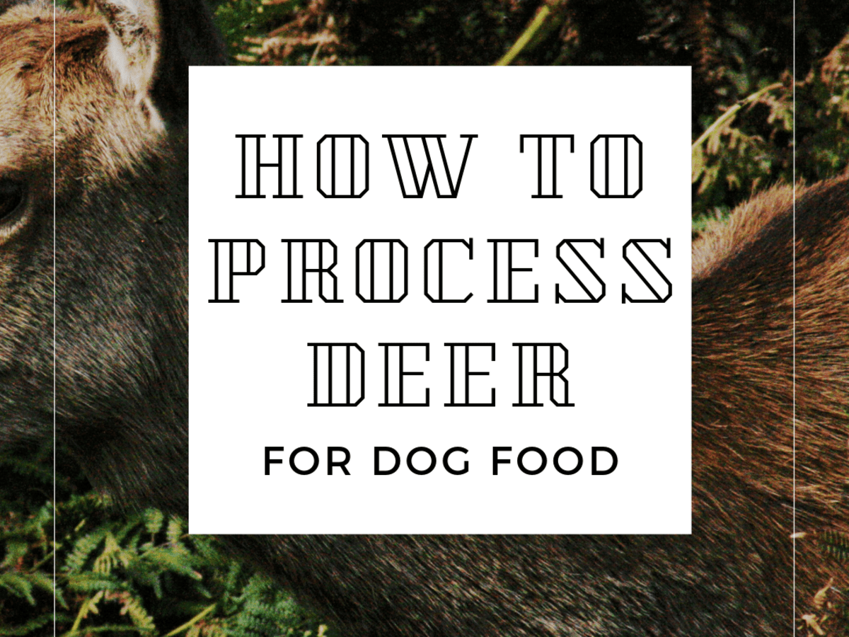can deer meat make a dog sick