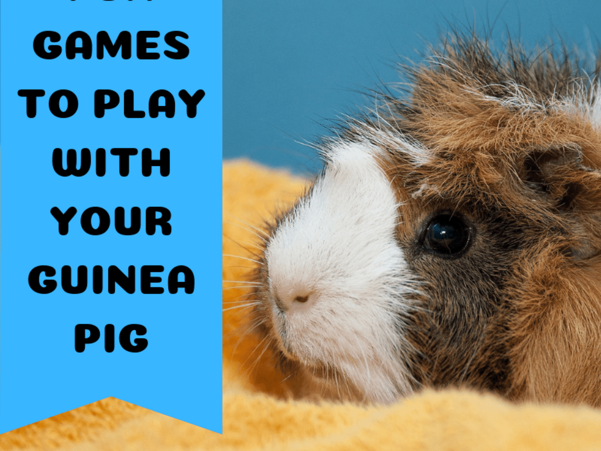 How do u play with a guinea pig