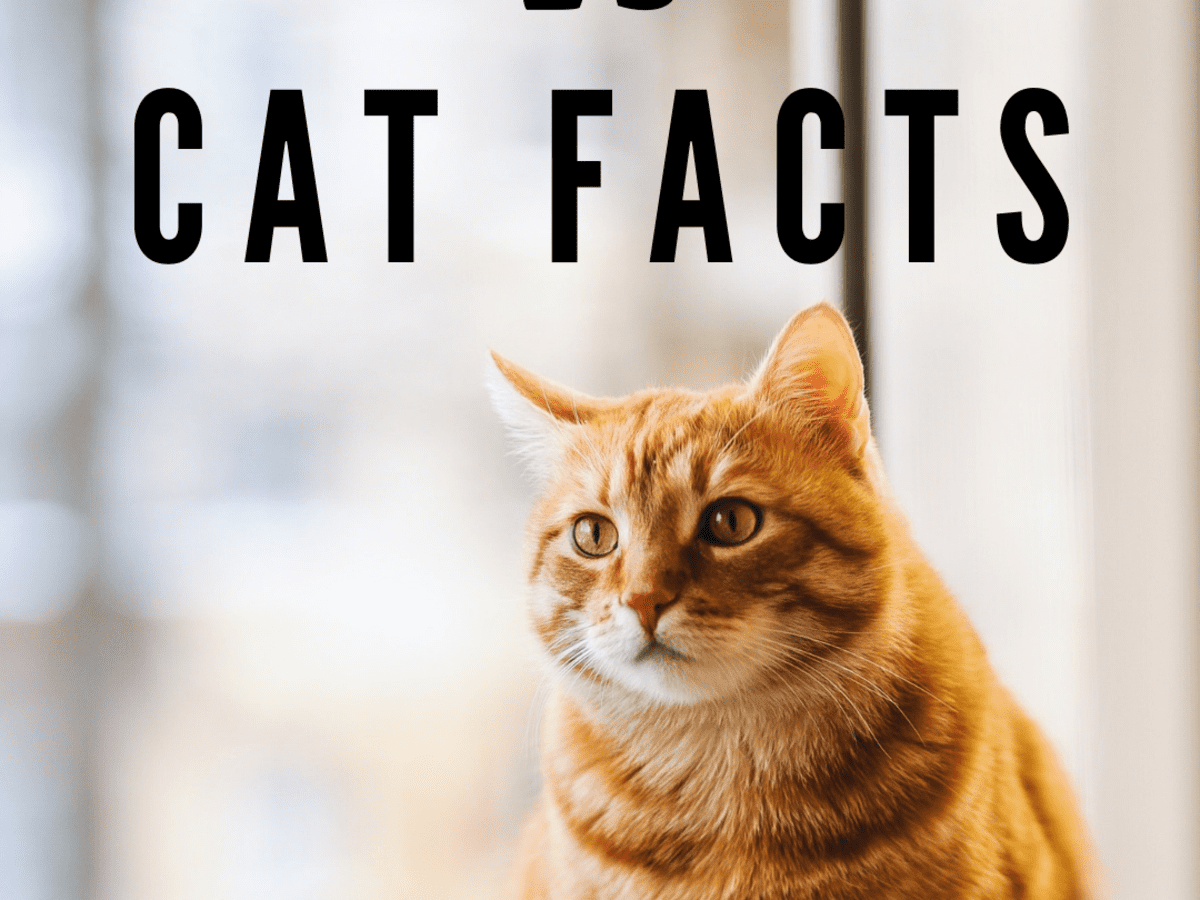 23 Fascinating Facts About Cats Pethelpful