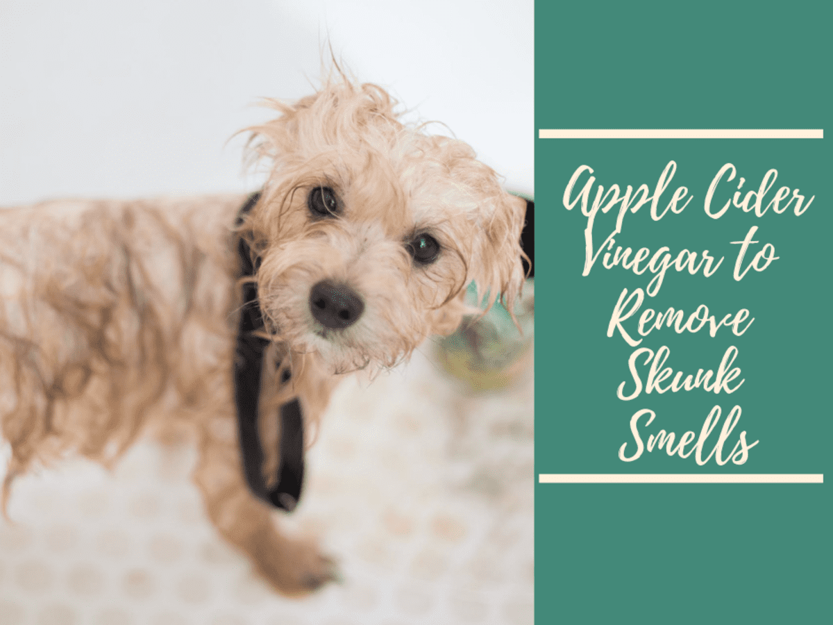 Remove Skunk Smells From Your Dog With Apple Cider Vinegar Pethelpful