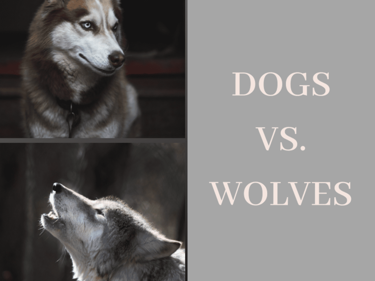 The Differences Between Dogs And Wolves Pethelpful