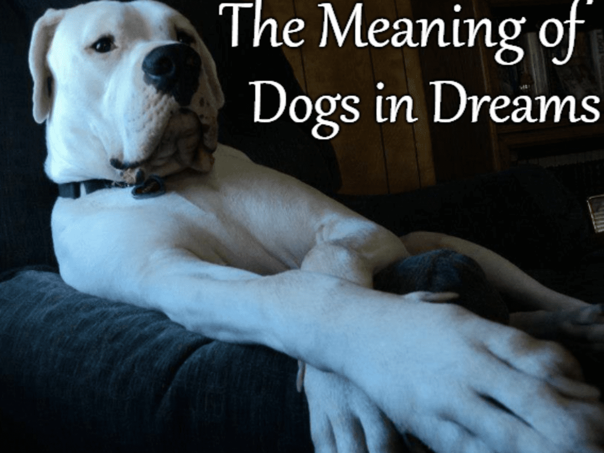 do dogs remember dreams