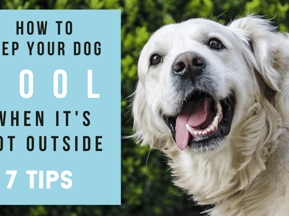 how to keep your dog cool inside