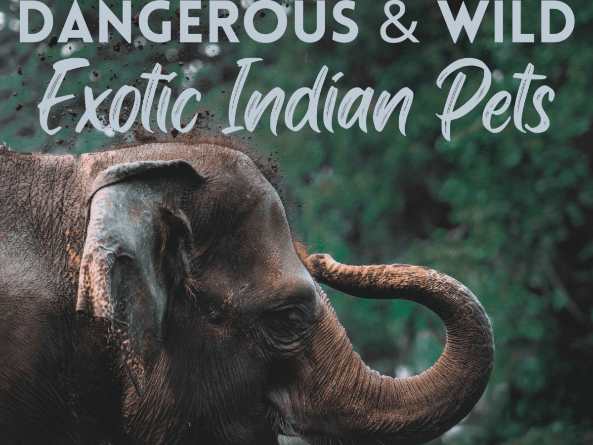 11 Most Dangerous Wild and Exotic Indian Pets - PetHelpful