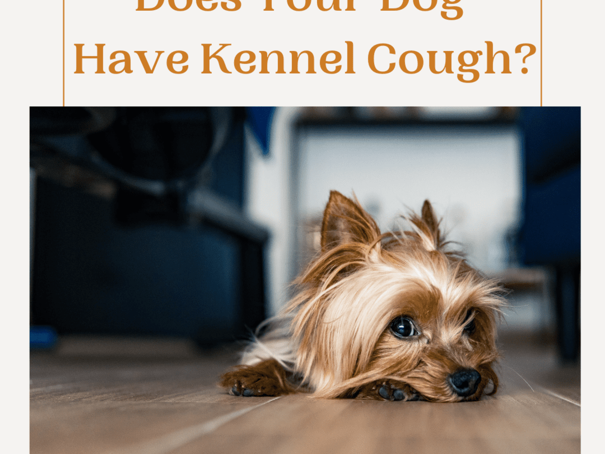 Kennel Cough In Dogs: Symptoms, Treatment, And Prevention — River Landings  Animal Clinic In Bradenton, Florida 