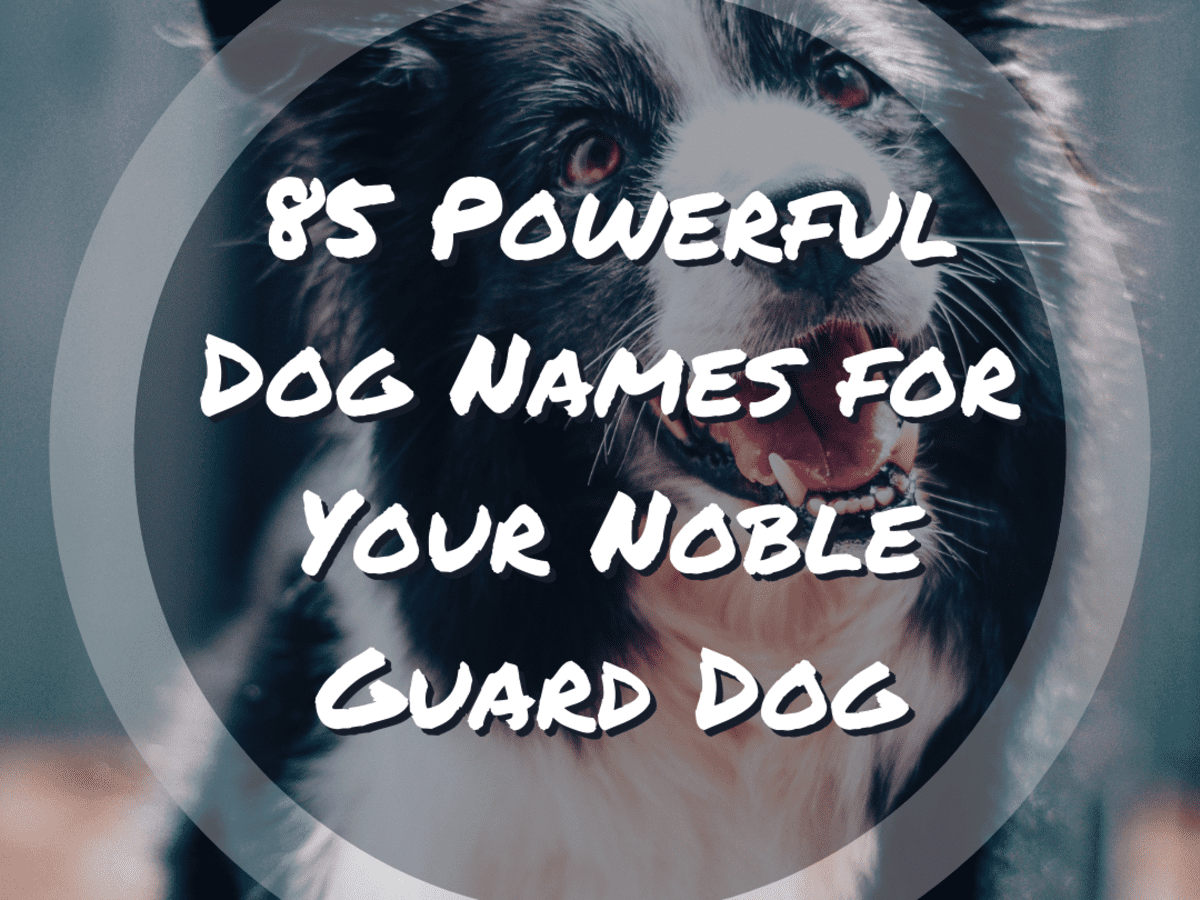 Dog Names for Your Noble Guard Dog - PetHelpful