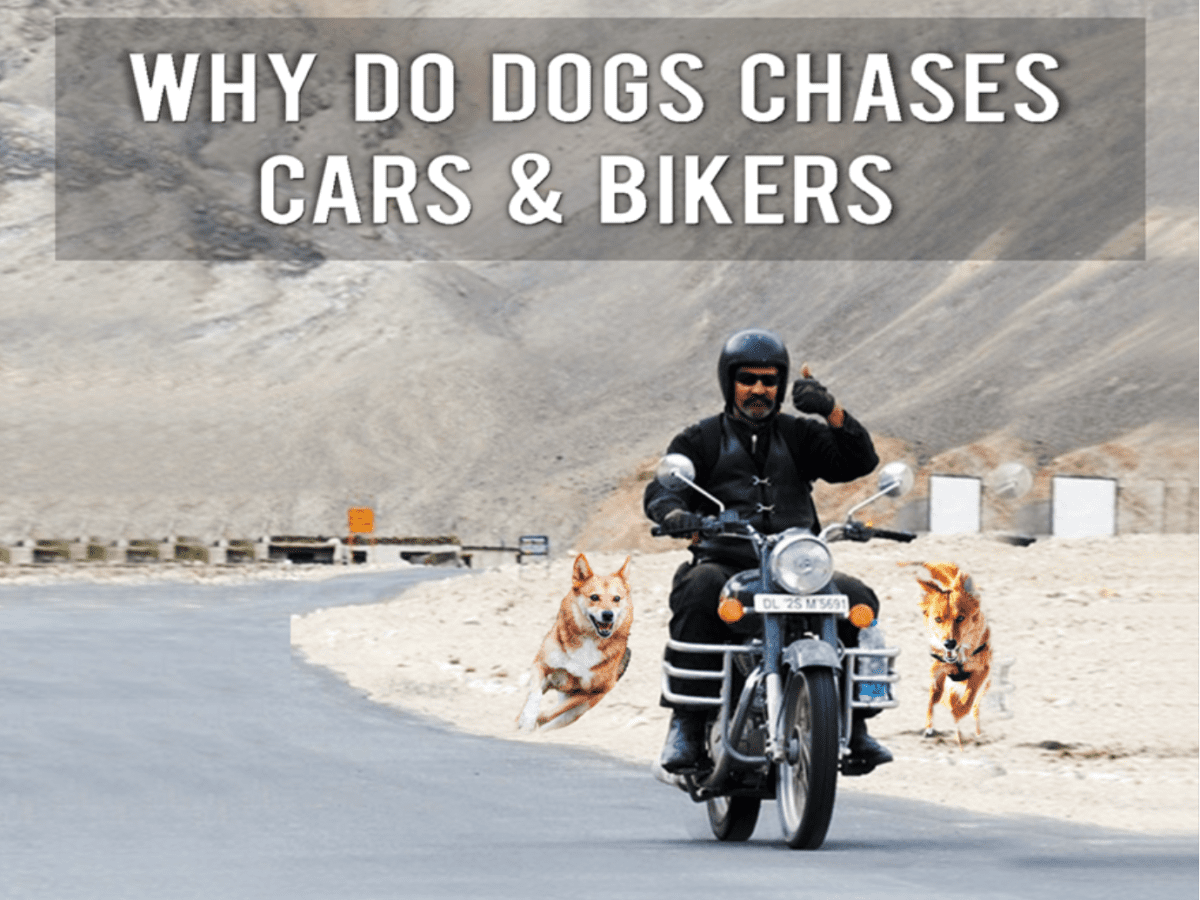 Why Do Dogs Chase Cars At Night