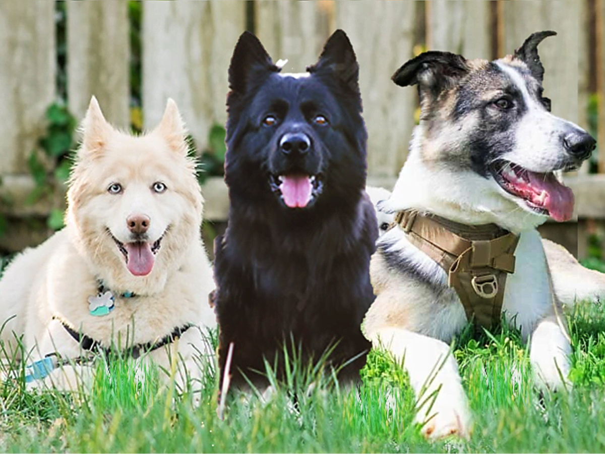 15 Popular German Shepherd Dogs - HubPages