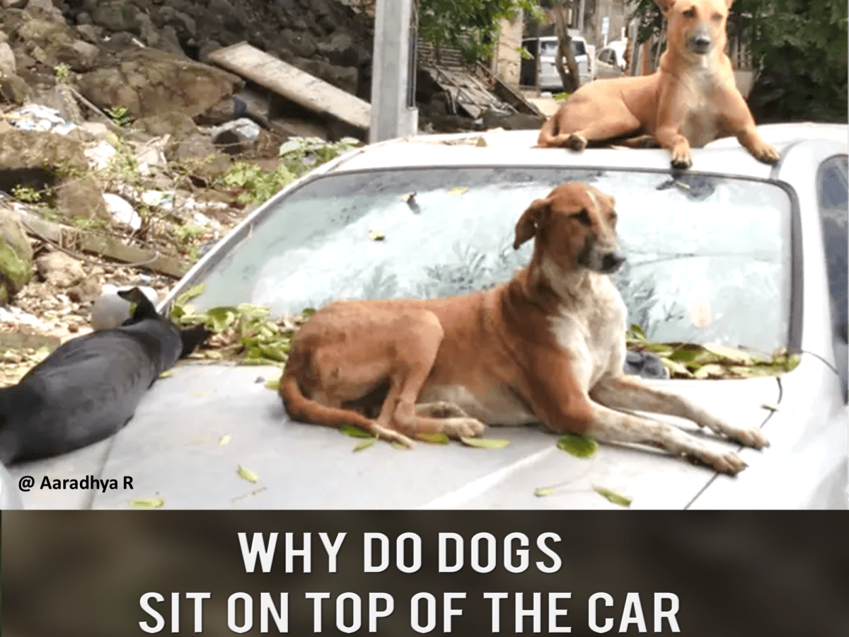 where should a dog sit in the car