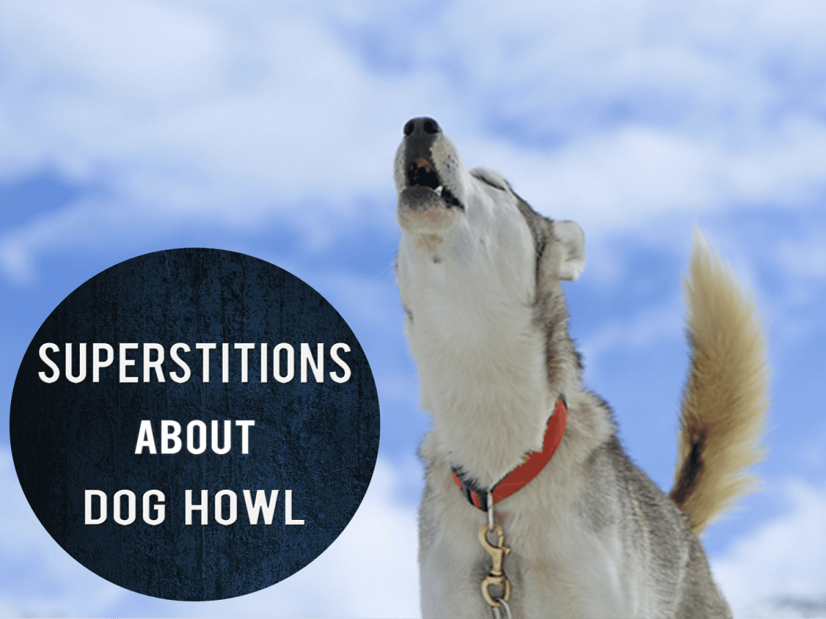 are dogs sad when they howl