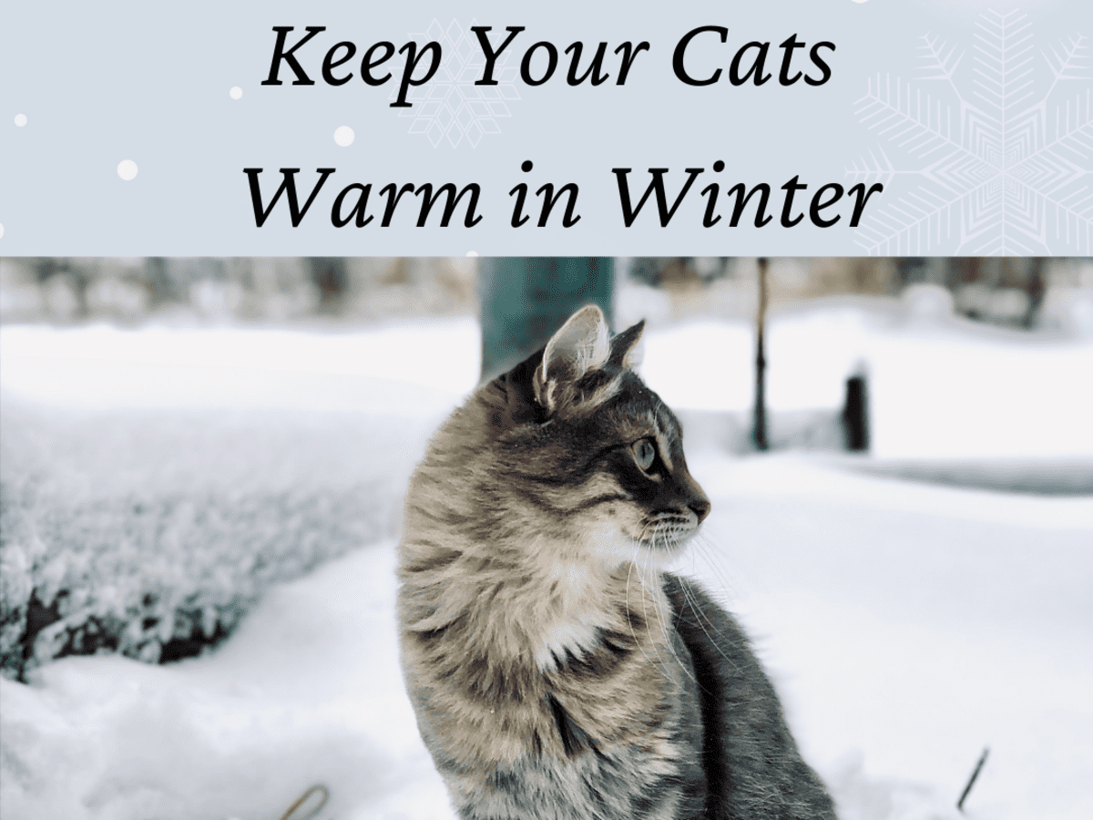 How to Keep Feral and Outdoor Cats Warm and Safe in Winter - PetHelpful
