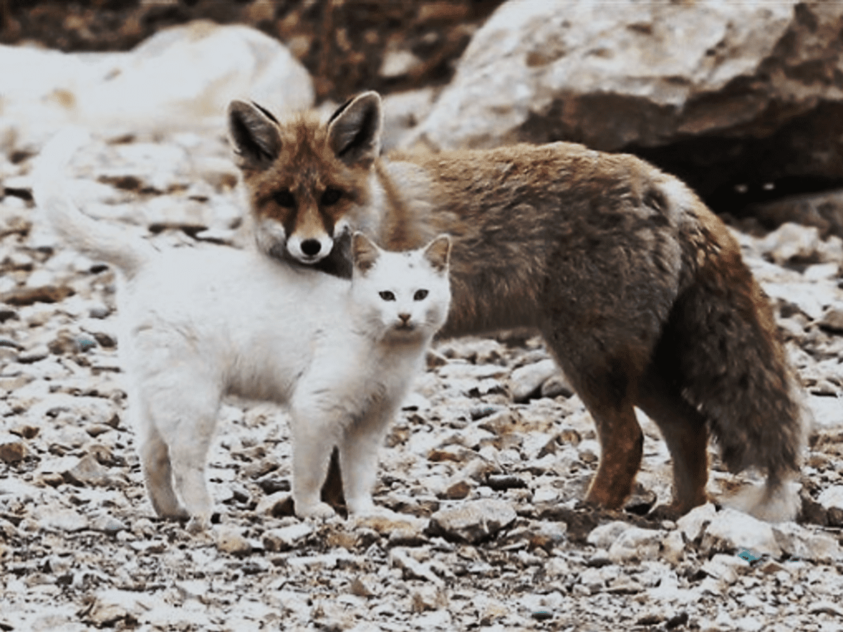 are foxes more like cats or dogs in their behaviors