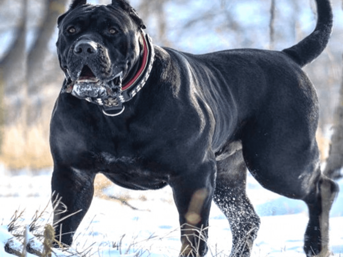 Fila Brasileiro Big, Bold, Brazilian Beast of a Mastiff