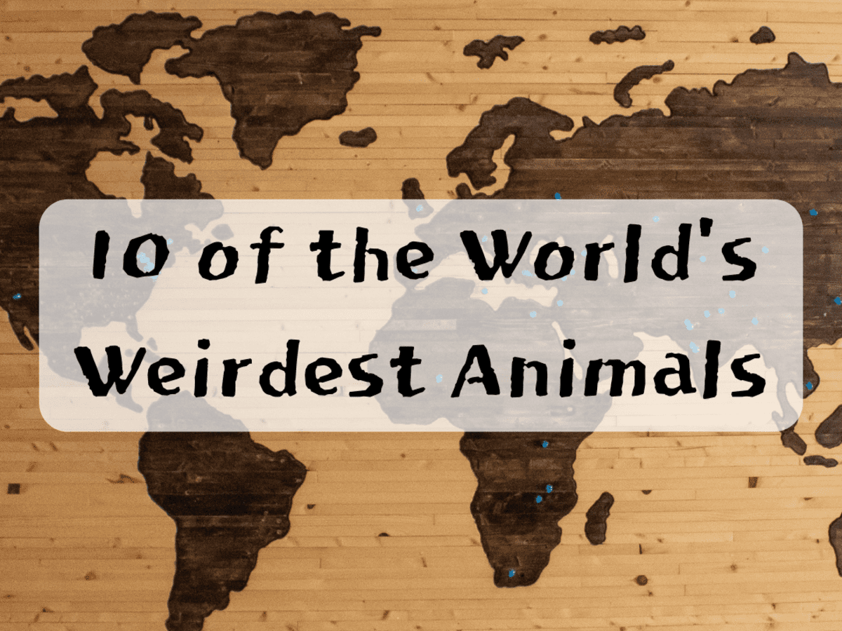 10 Weird Animals From Around the World - Owlcation