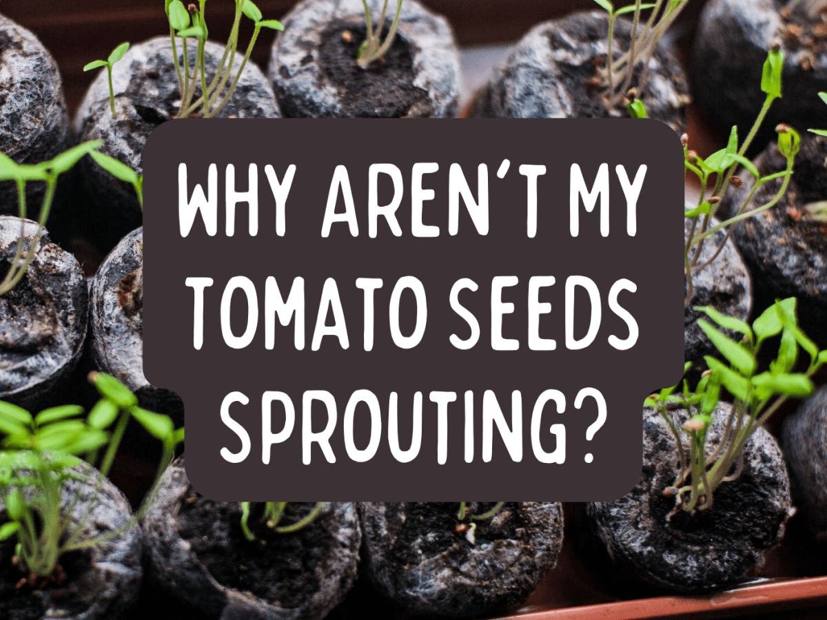 Germinating Seeds at Home: How to Care for Sprouted Seedlings and Avoid Temperature Issues