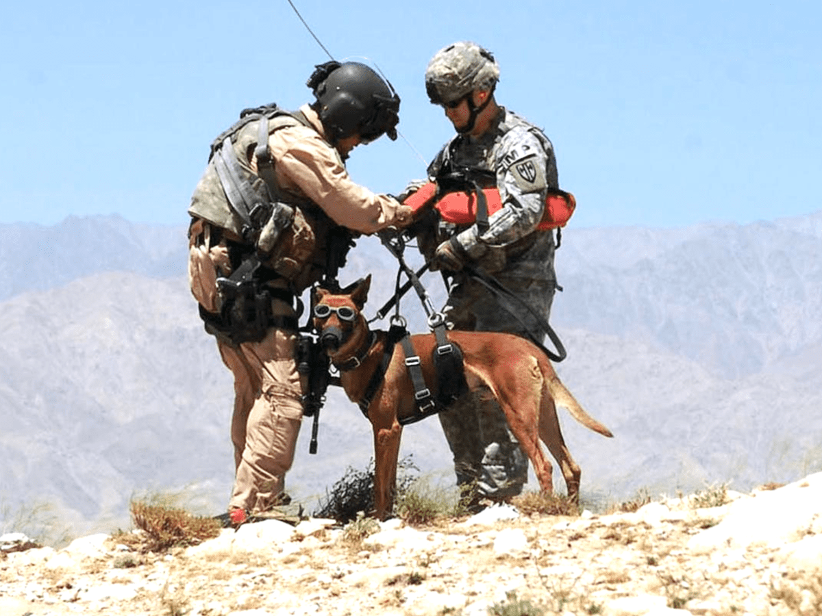 what breed are military working dogs