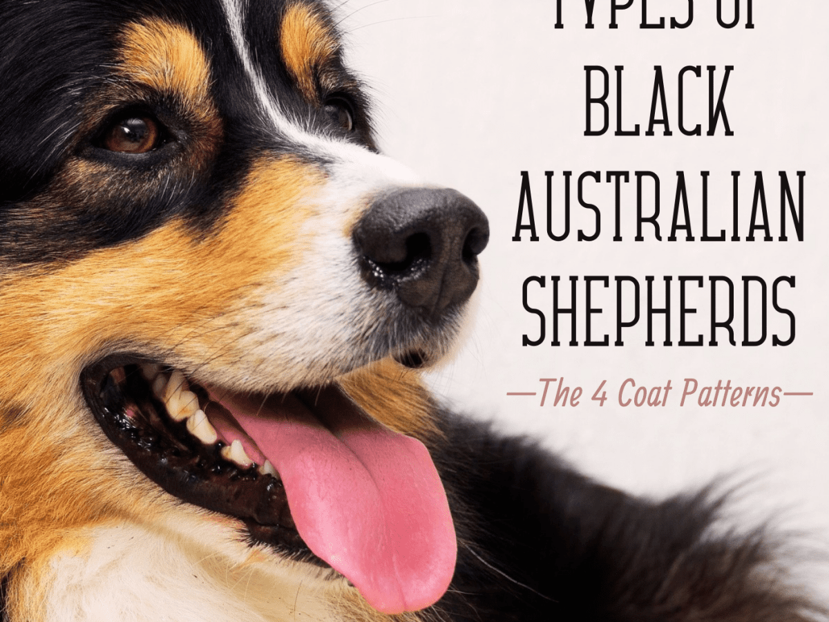 tri colored australian shepherd puppies