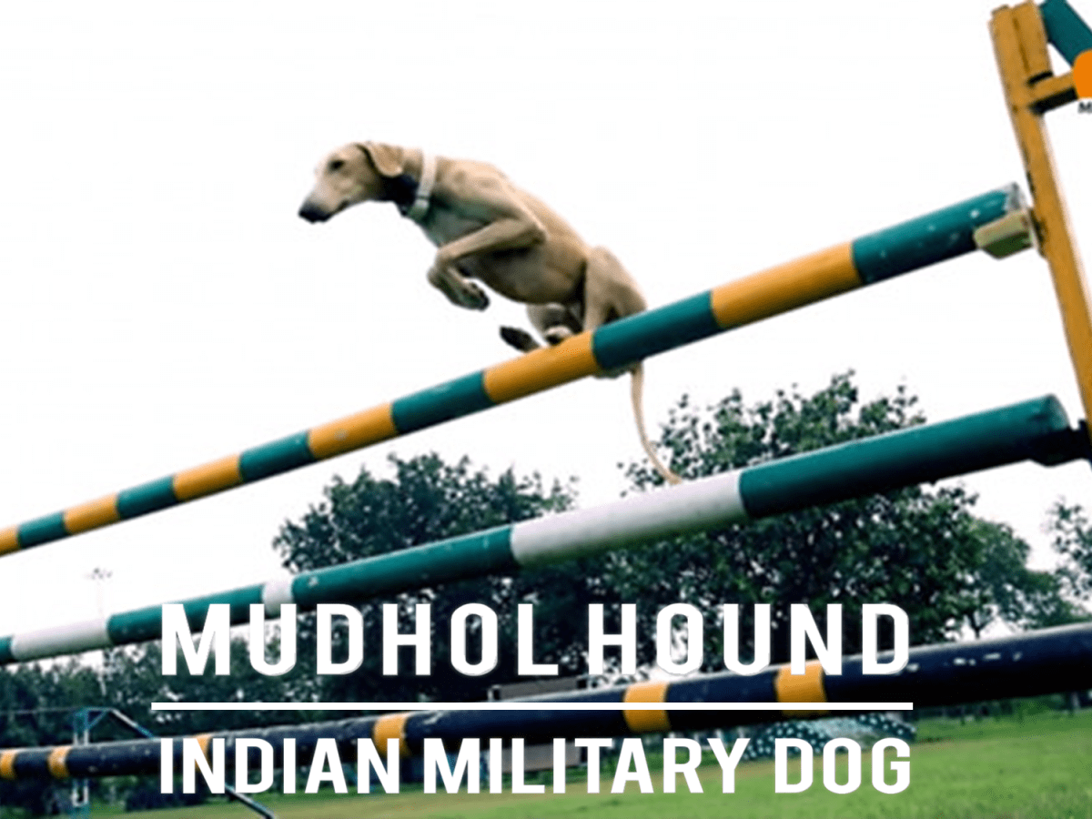 is the mudhol hound a good breed of dog