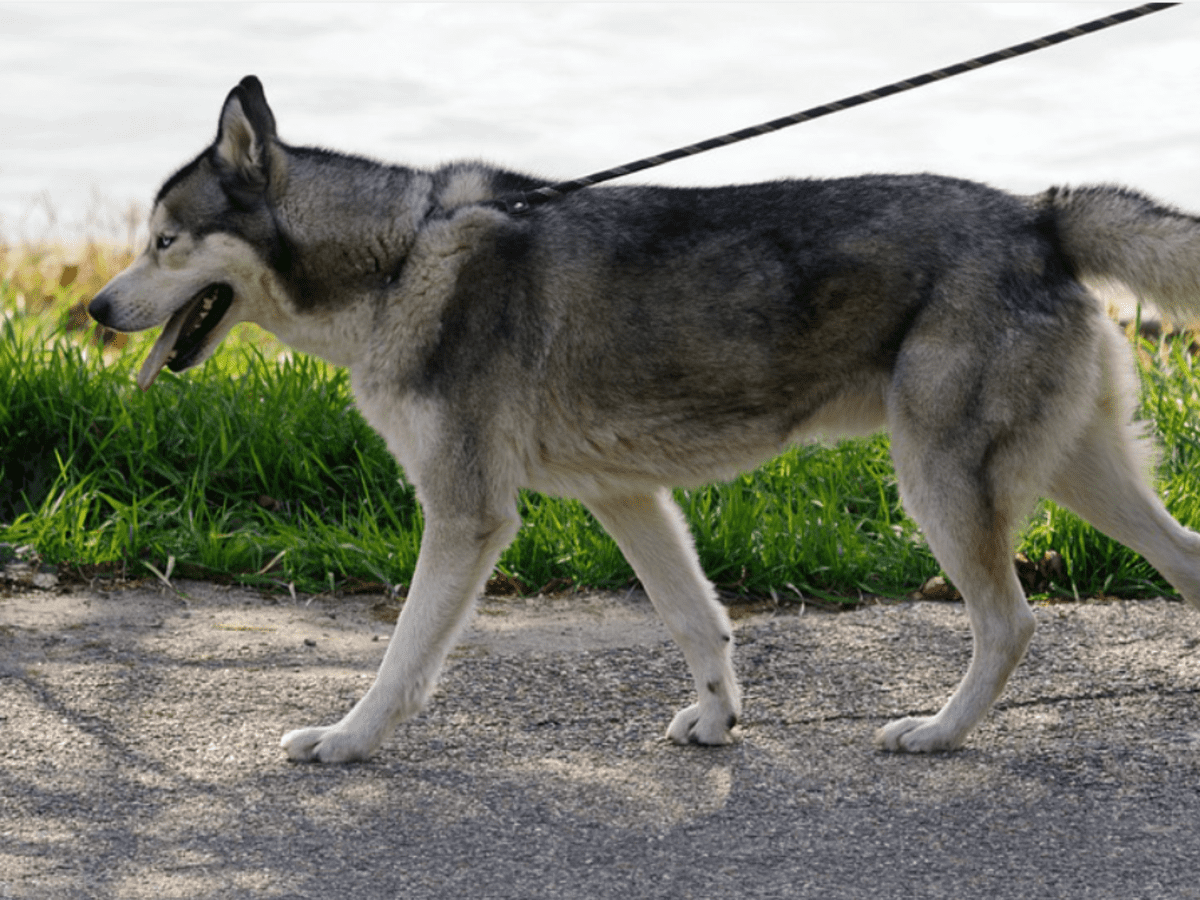 The Hidden Health Risks For Dogs That Pull On The Lead