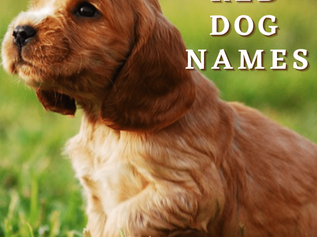 200+ Red Dog Names (With Meanings) - PetHelpful