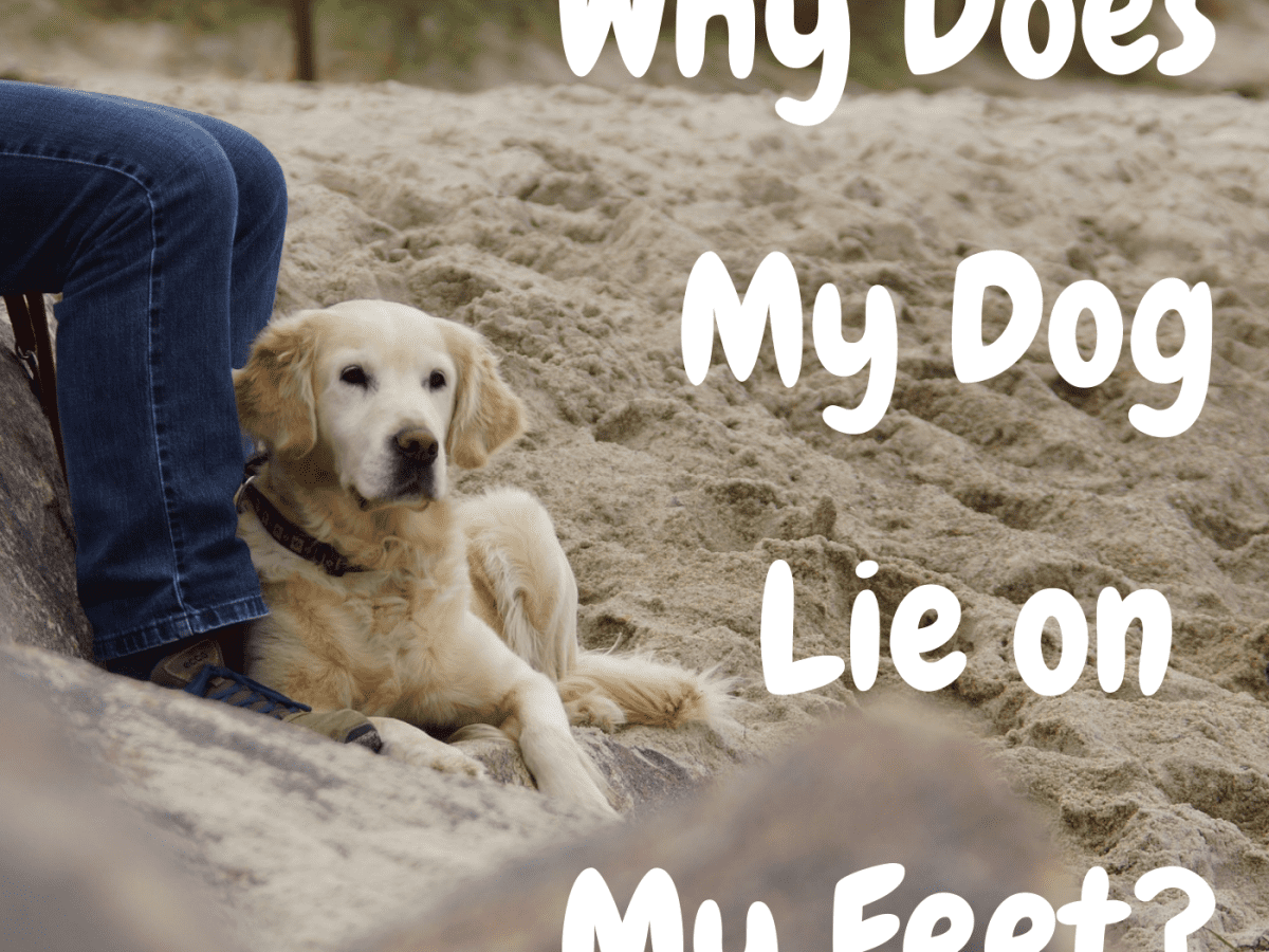 why do dogs sleep at your feet in bed