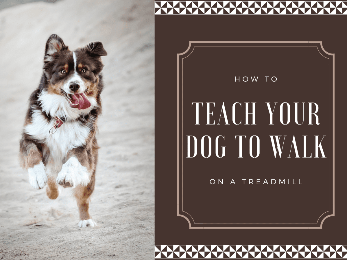 teaching your dog to walk on a treadmill