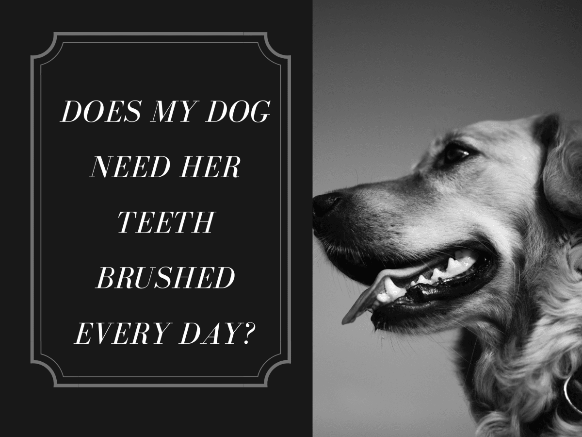 Do You Really Need To Brush A Dogs Teeth