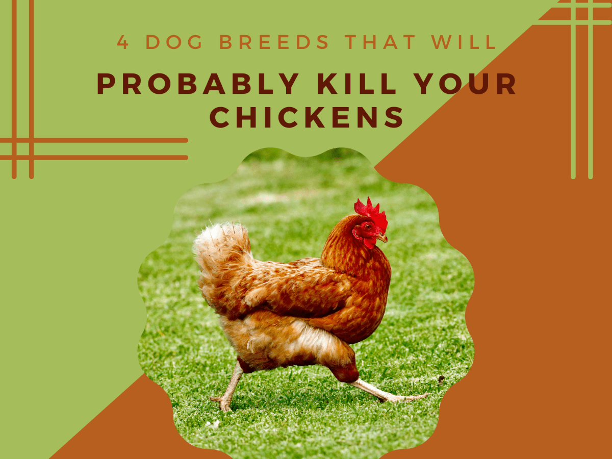 4 Dog Breeds That Will Probably Kill Your Chickens - PetHelpful