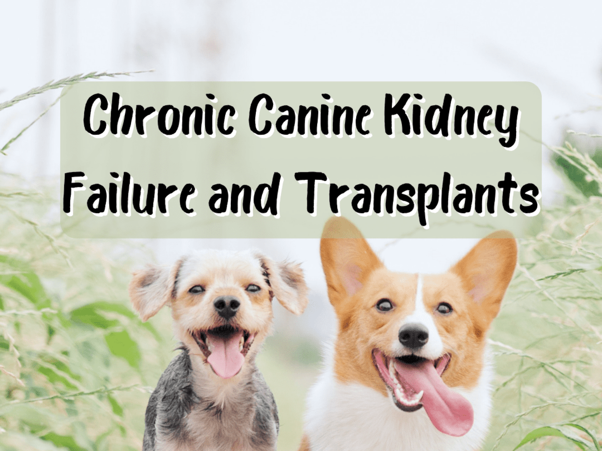 how did my dog get kidney disease