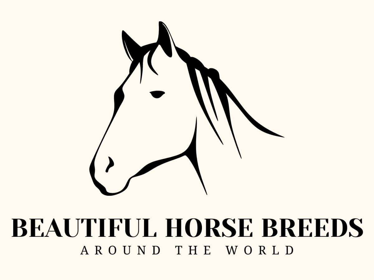 Most Beautiful Horse Breeds Around the World PetHelpful