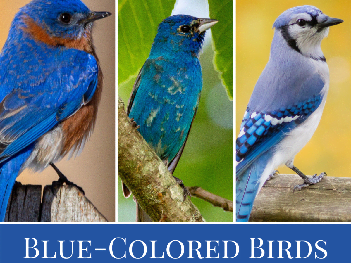 Types of Blue Birds in NC: Bluebirds, Indigo Buntings, and Jays - Owlcation
