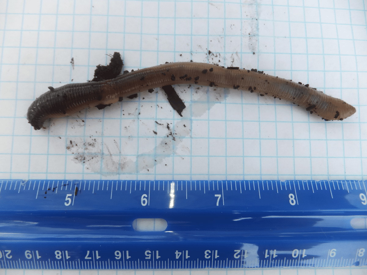 How to Identify the Canadian Nightcrawler Worm - Dengarden